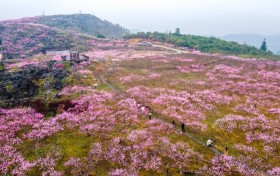 全球免费游衢州，95号公路解锁春日浪漫花海之旅！